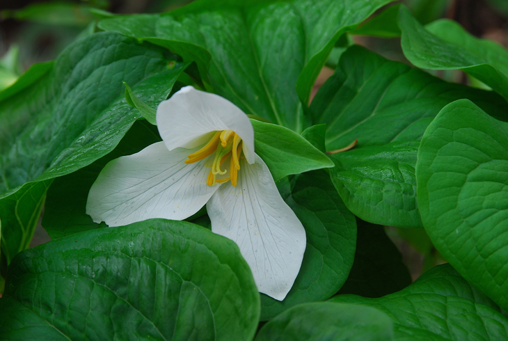 Trillium is one of more than 150 varieties of native plants, trees and shrubs that will be available at the Spring Native Plant Sale on April 16.