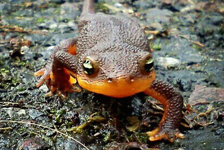 Newt Day, THPRD's homage to this rough-skinned amphibian, returns on Saturday, Nov. 5, from noon-4 p.m.
