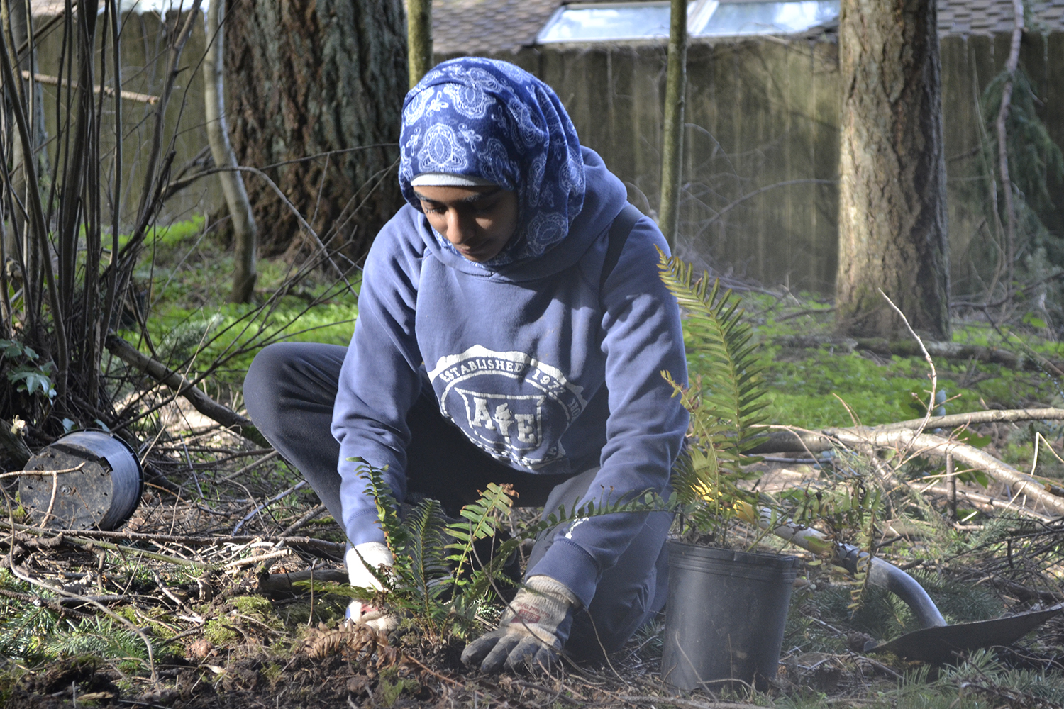 At Hyland Woods in south Beaverton, a volunteer for THPRD’s Natural Resources Department plants one of the 12,000 native shrubs and trees that were sowed during the project.