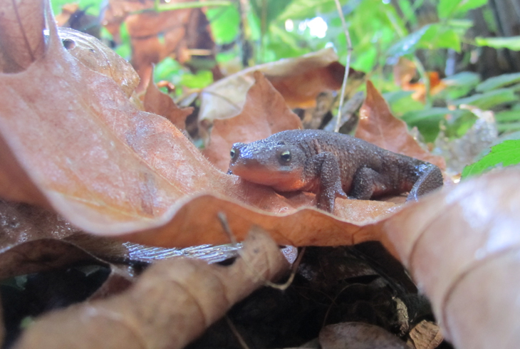 See some amazing animals, like the rough-skinned newt, at THPRD's Newt Day.