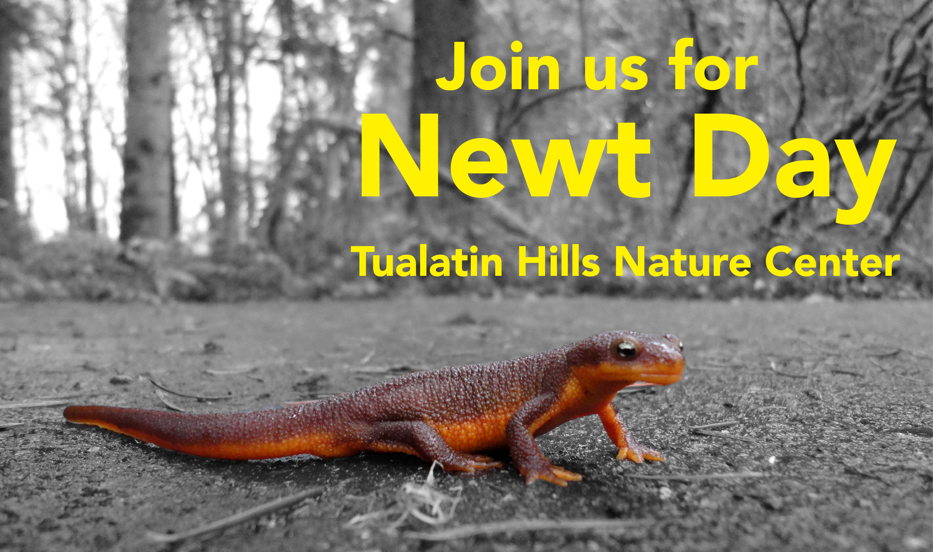 Join us for Newt Day  - November 2, 2024